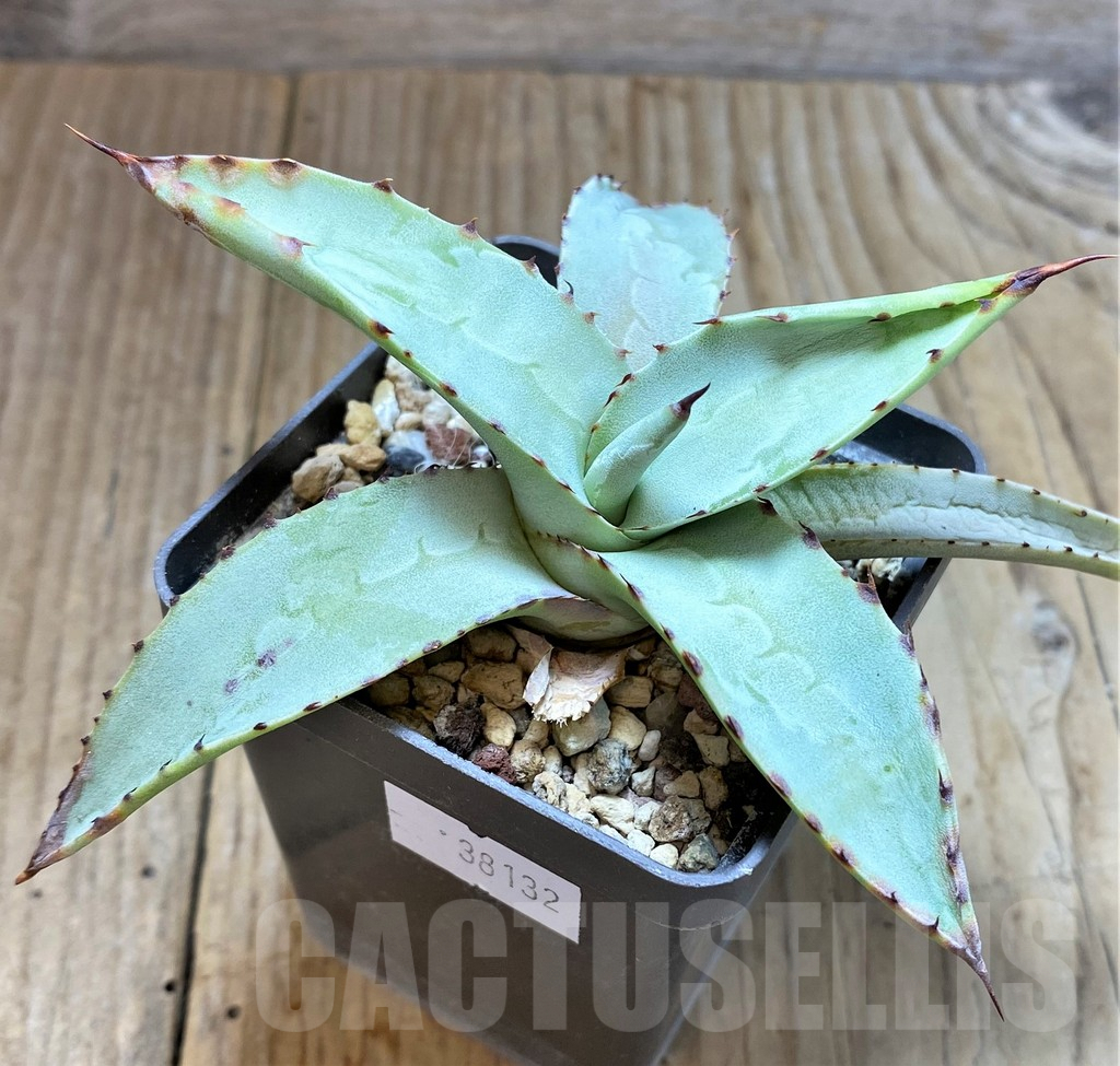 SHPR38132 Agave deserti var. simplex