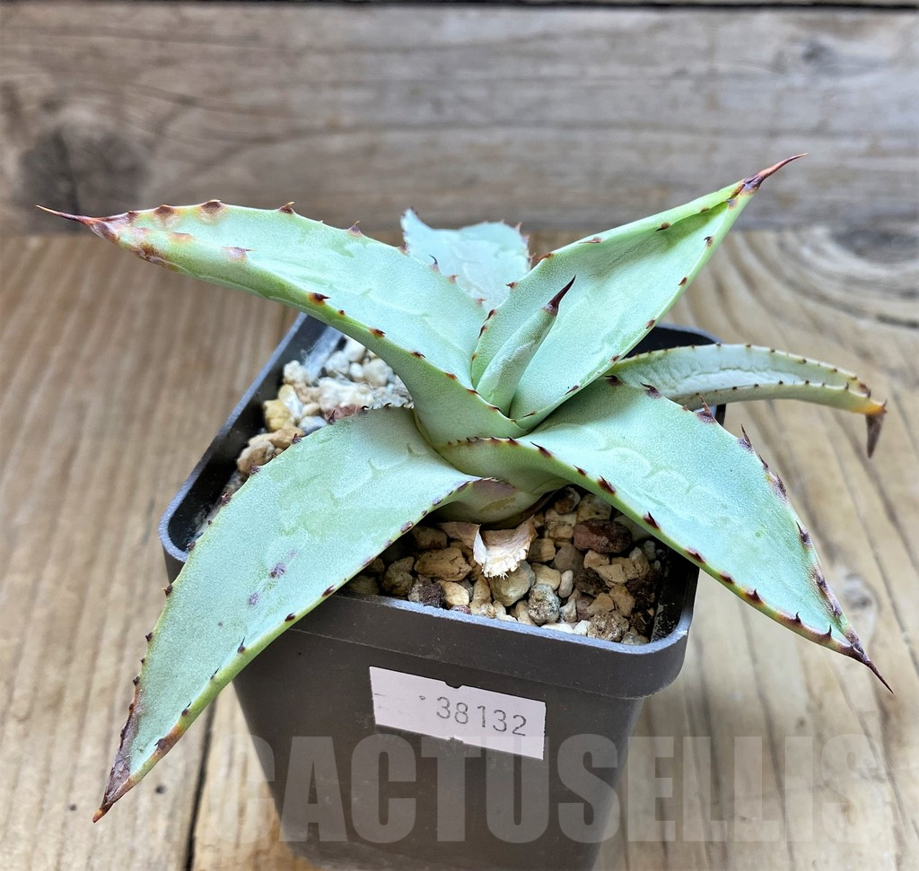 SHPR38132 Agave deserti var. simplex - Obrázek 2