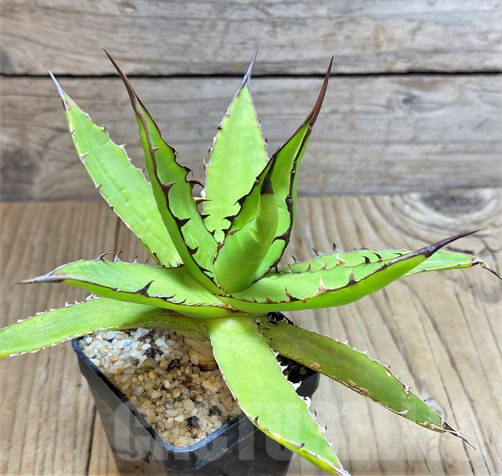 SHPR38133 Agave horrida - Image 2