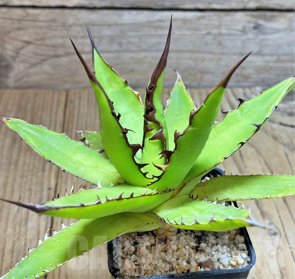 SHPR38133 Agave horrida