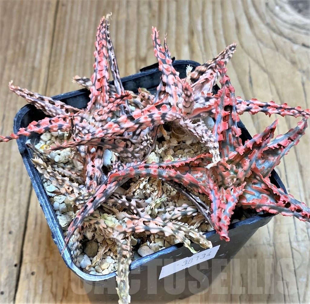 SHPR38134 Aloe TCT mix – Bild 2