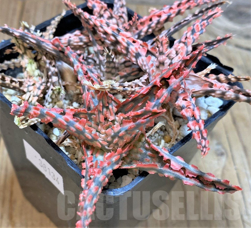 SHPR38134 Aloe TCT mix