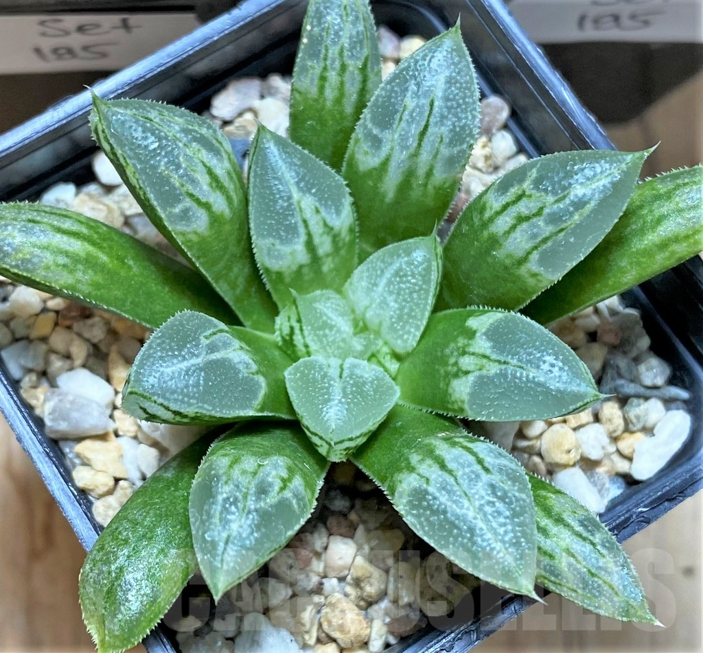 SET195 Haworthia 'Love Heart', 3 plants - Image 2