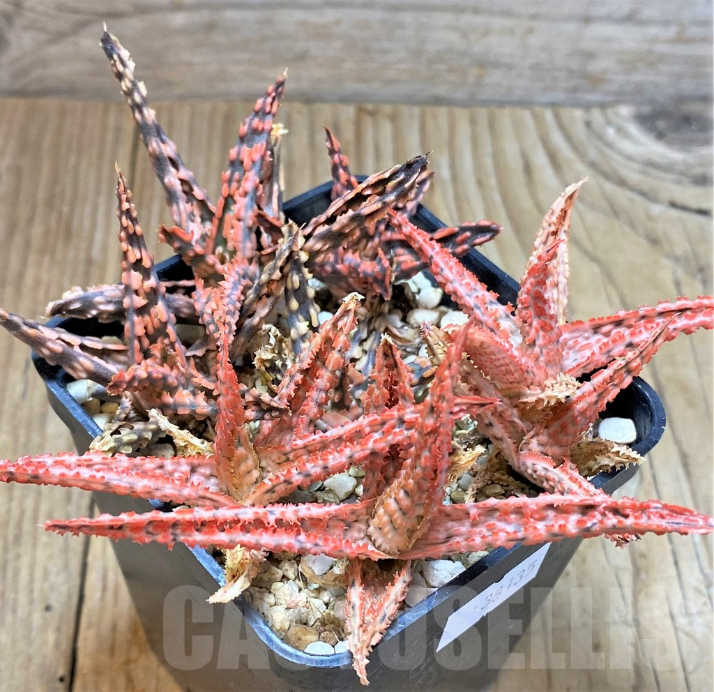 SHPR38135 Aloe TCT mix – Bild 3