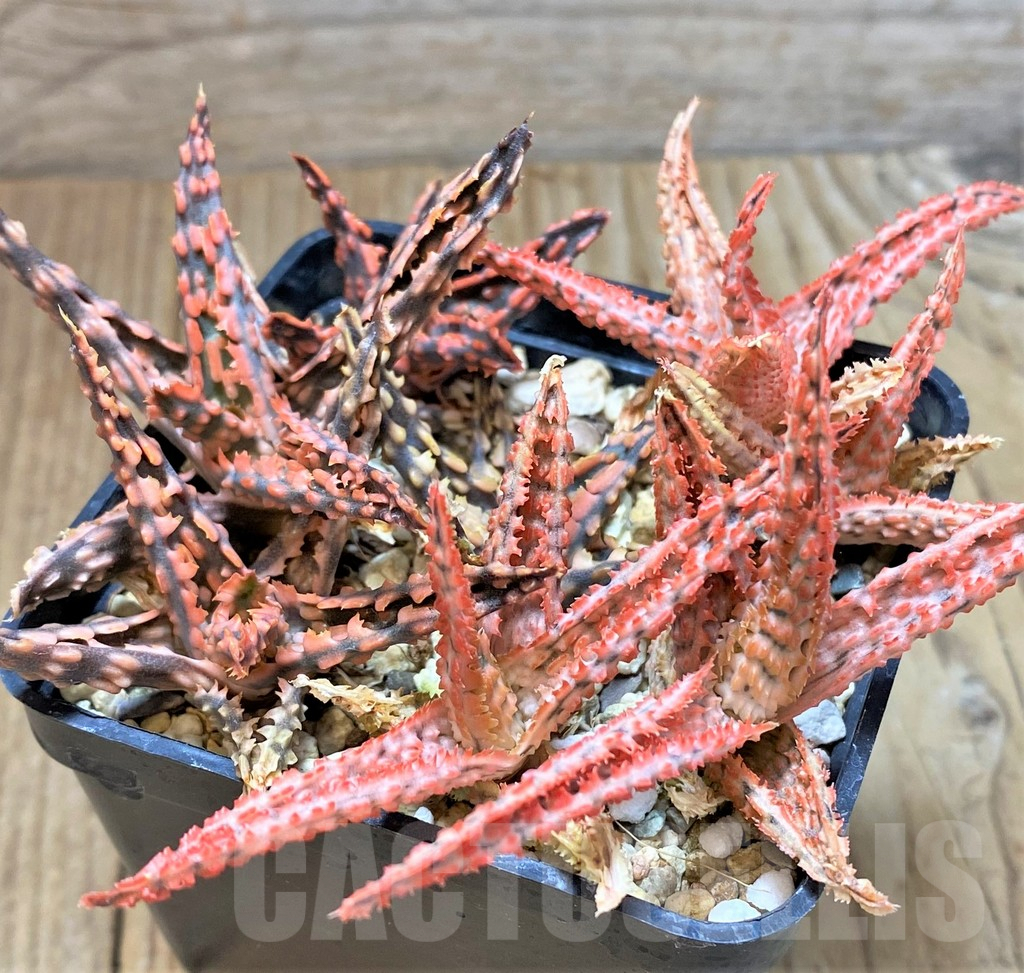 SHPR38135 Aloe TCT mix – Bild 2