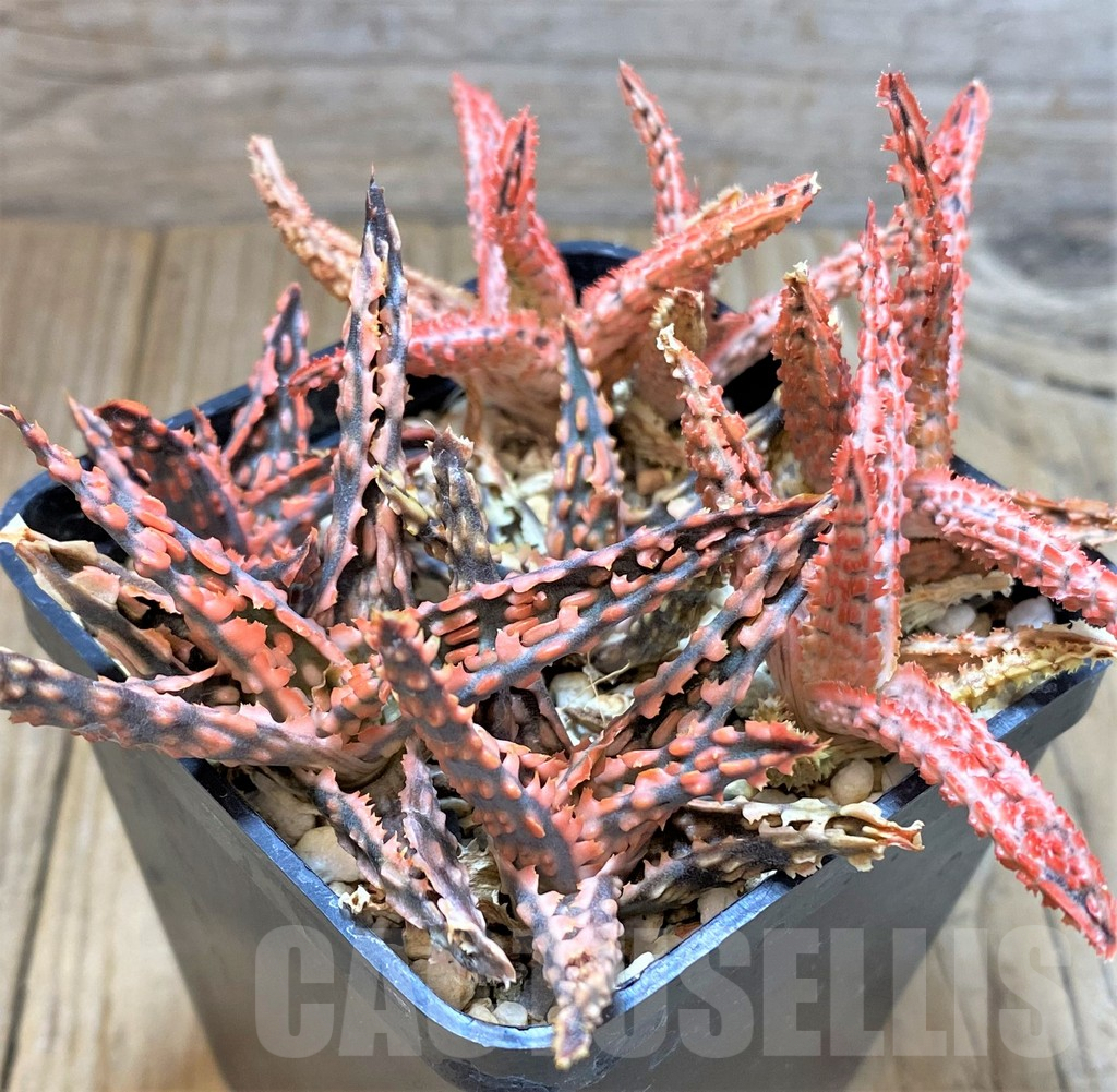 SHPR38135 Aloe TCT mix