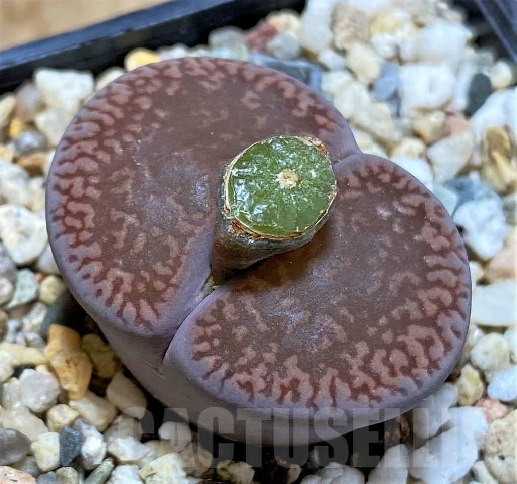 SHPR38136 Lithops aucampiae