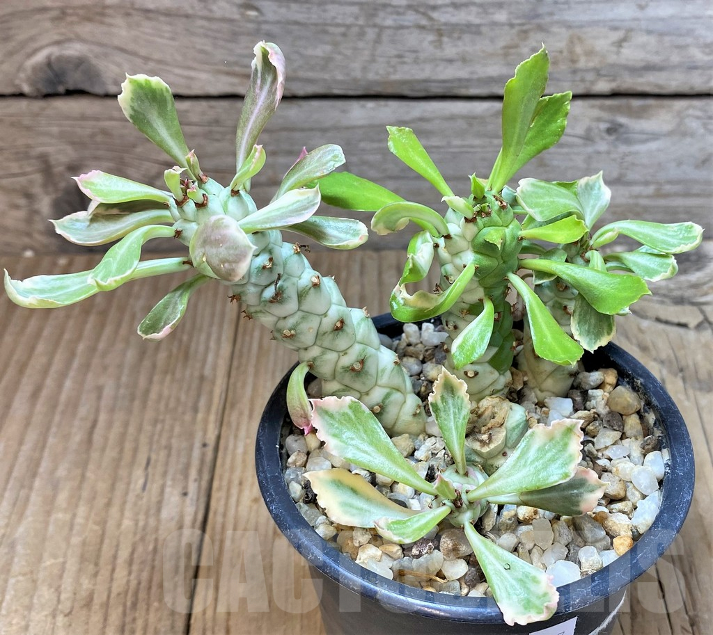 SHPR38137 Monadenium stapelioides f. variegata - Imagen 2