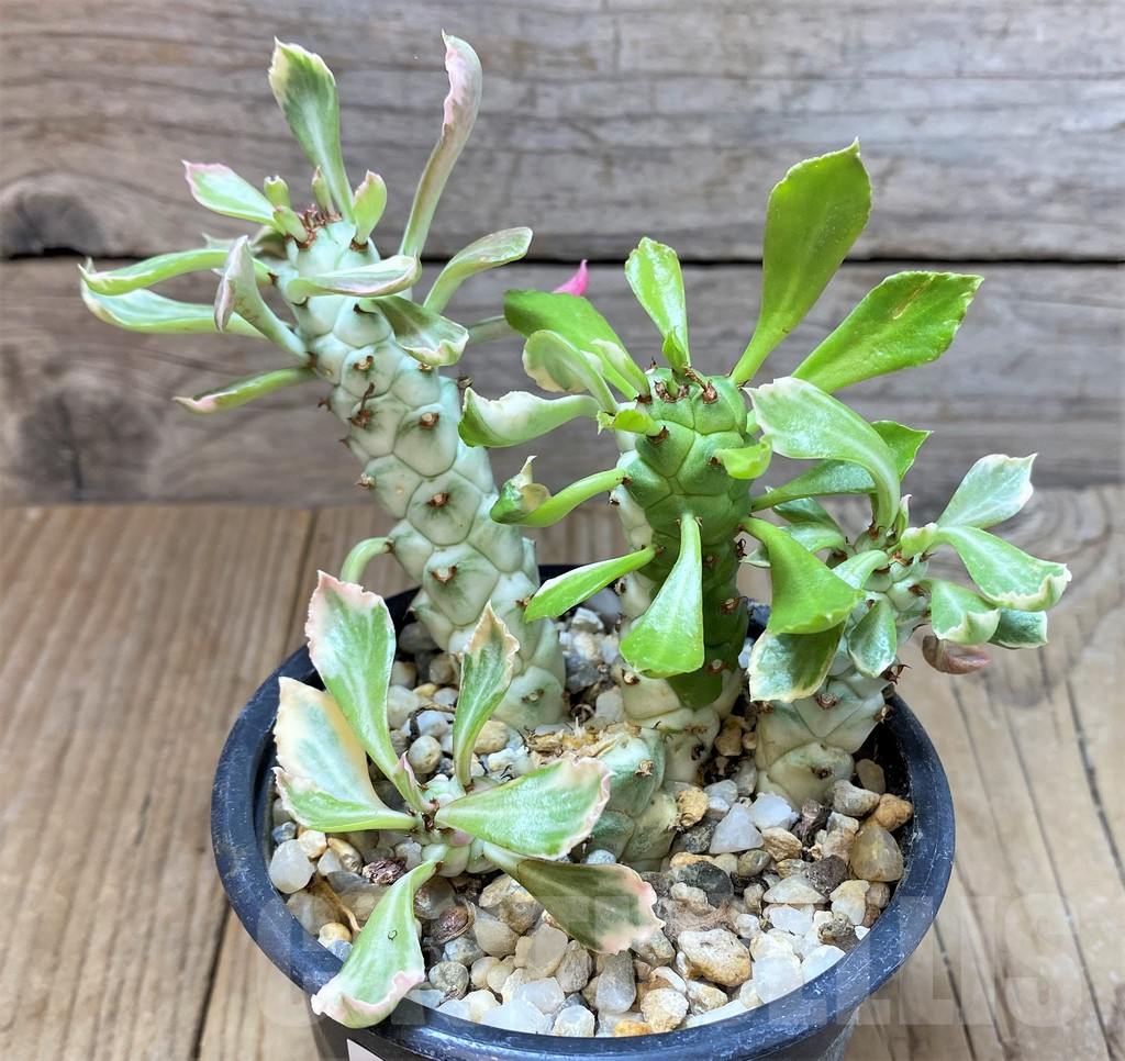 SHPR38137 Monadenium stapelioides f. variegata