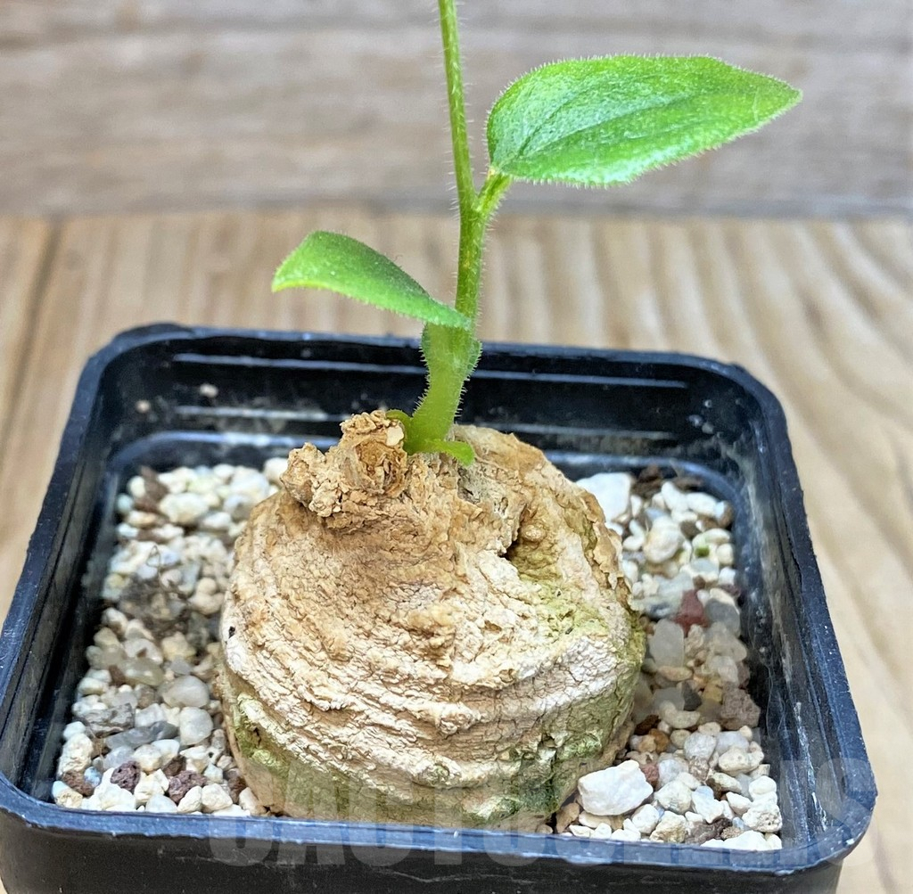 SHPR38138 Ipomoea sp. pink flower -Tanzania-