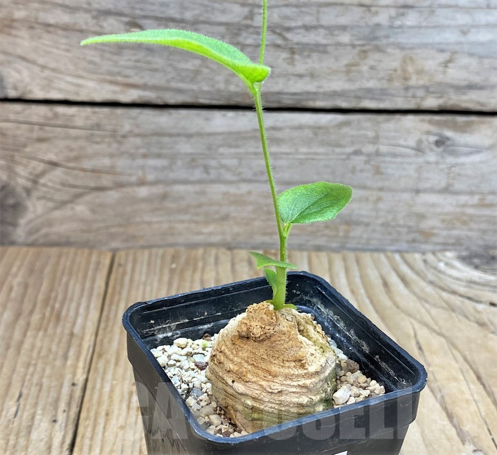 SHPR38138 Ipomoea sp. pink flower -Tanzania- - Imagen 2