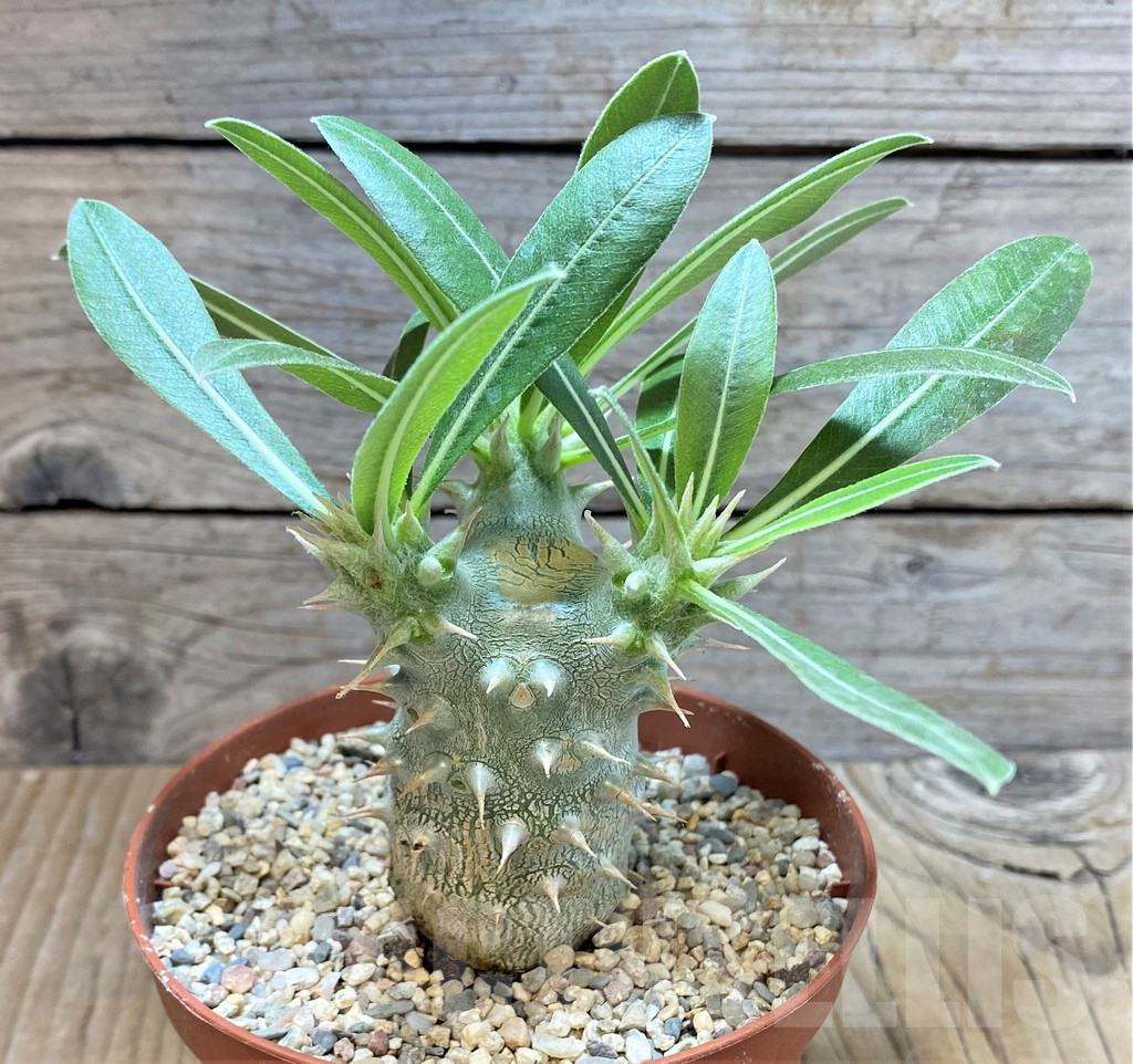 SHPR38140 Pachypodium horombense - immagine 2