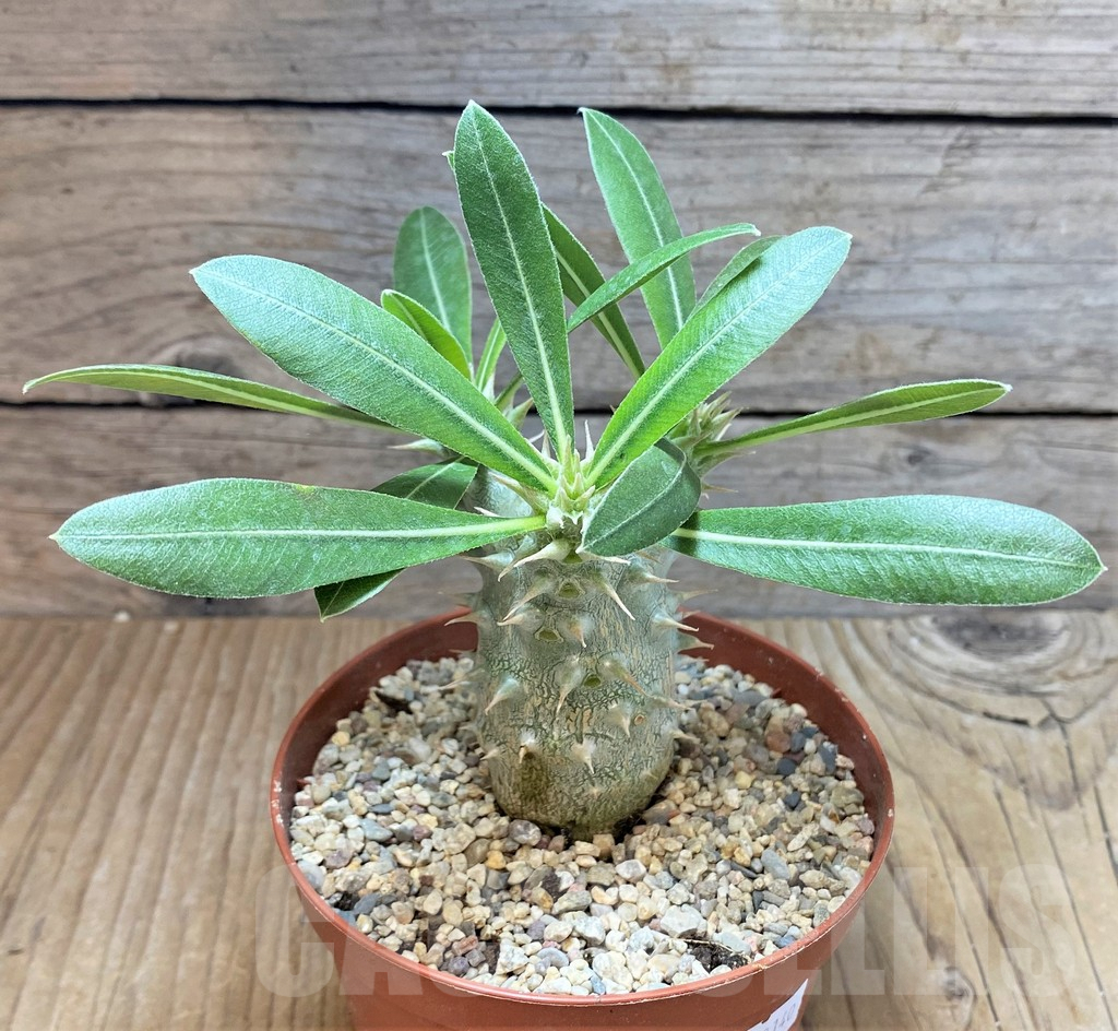 SHPR38140 Pachypodium horombense