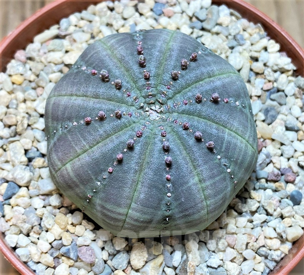 SHPR38141 Euphorbia symmetrica