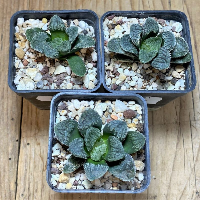 SET196 Haworthia 'Mordor', 3 plants