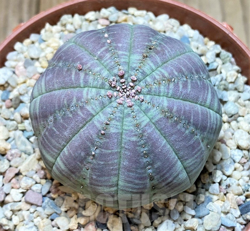 SHPR38142 Euphorbia symmetrica