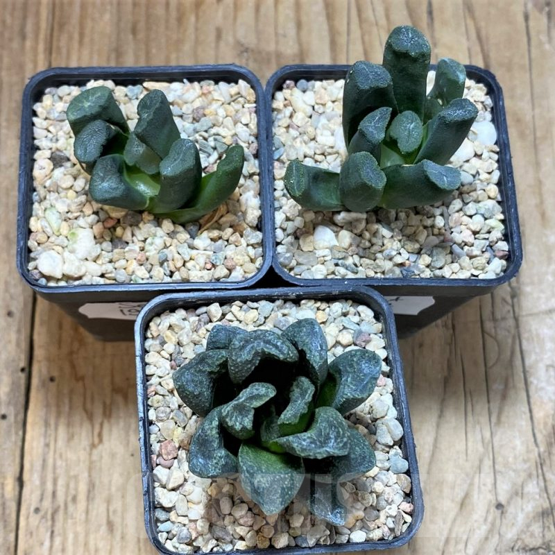 SET197 Haworthia maughanii, 3 plants