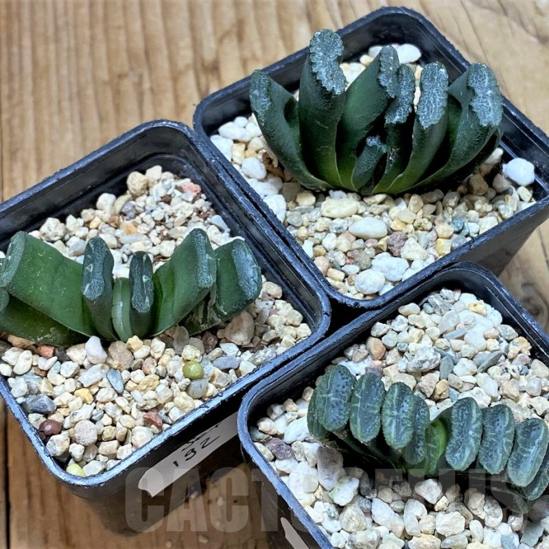 SET192 Haworthia truncata, 3 plants