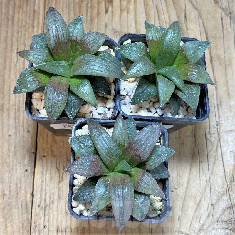 SET198 Haworthia atrofusca -Japan-, 3 plants