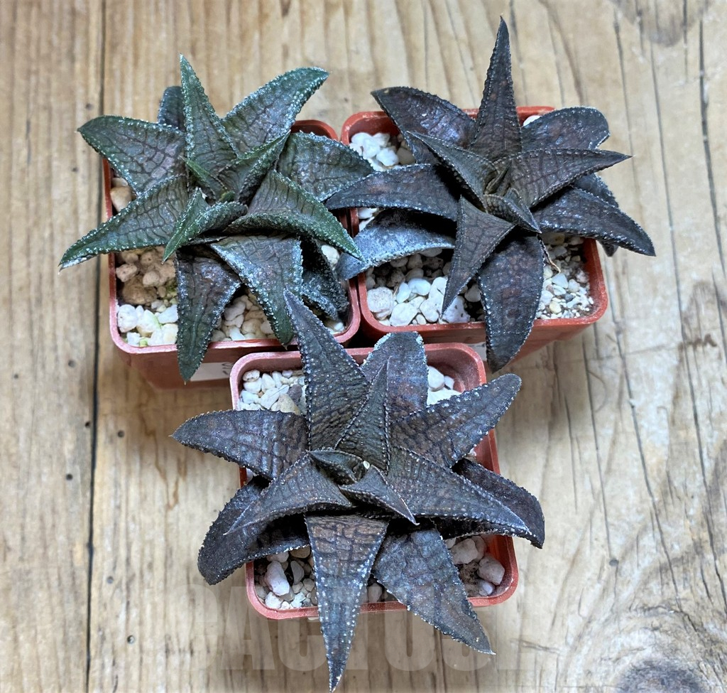 SET199 Haworthia tessellata x koelmaniorum, 3 plants