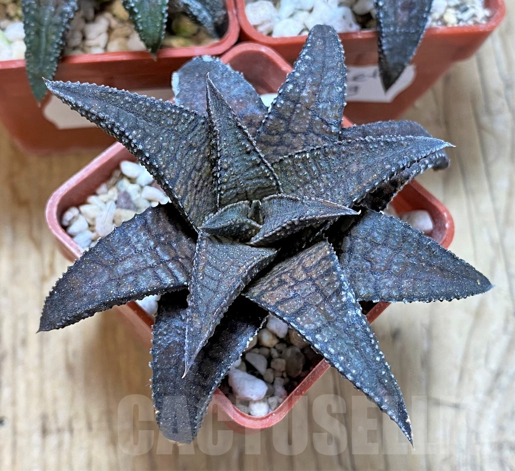 SET199 Haworthia tessellata x koelmaniorum, 3 plants - Image 2