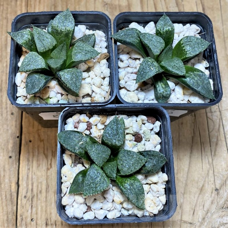 SET200 Haworthia emelyae hybrid, 3 plants
