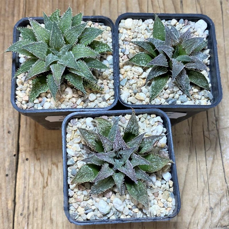 SET201 Haworthia wimii -Japan-, 3 plants