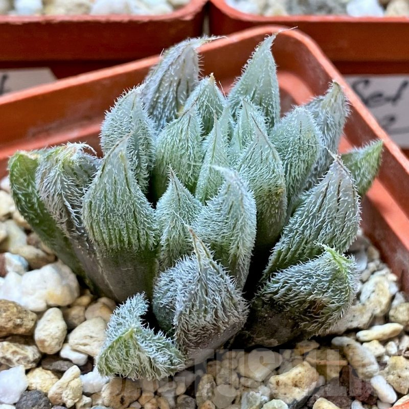 SET202 Haworthia cooperi v. venusta, 3 plants