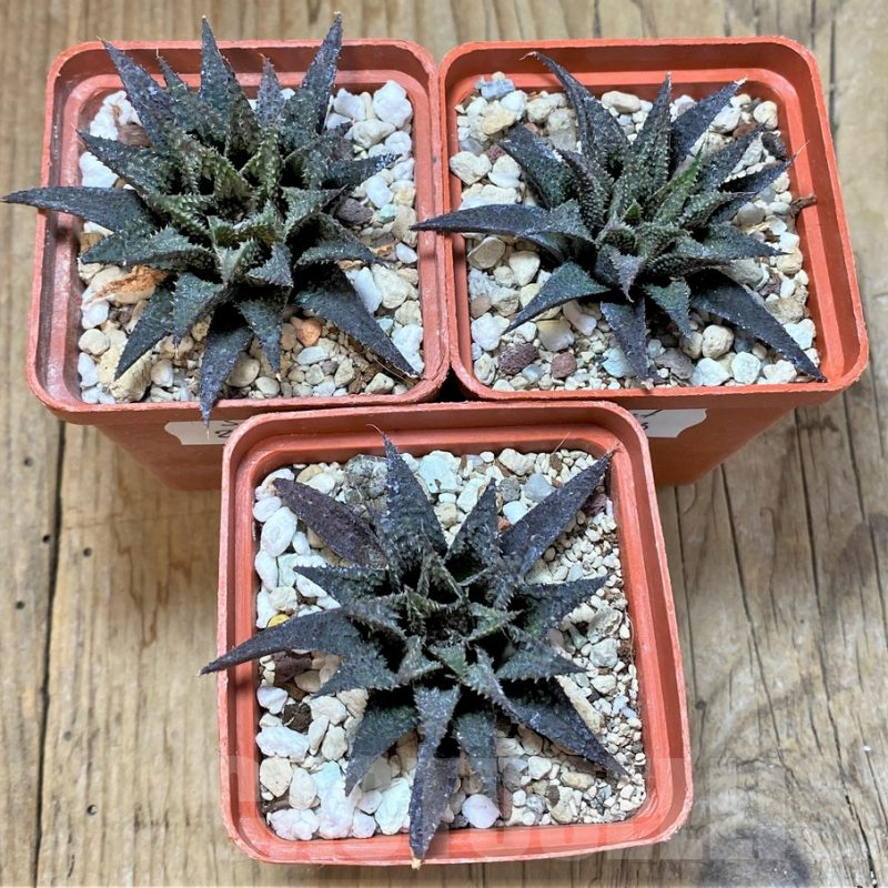 SET203 Haworthia wimii X koelmaniorum, 3 plants