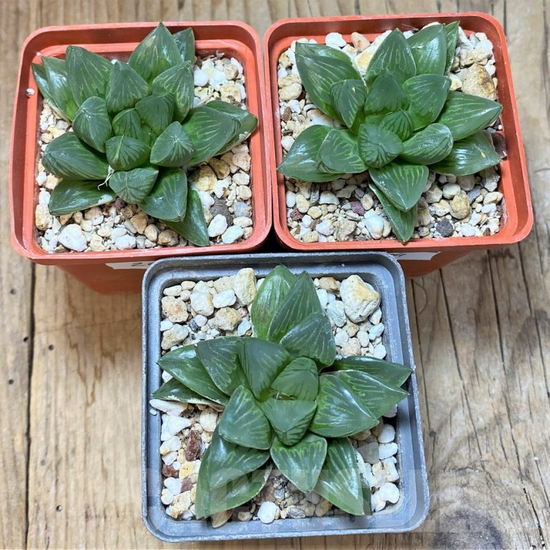 SET204 Haworthia obtusa 'Black star', 3 plants