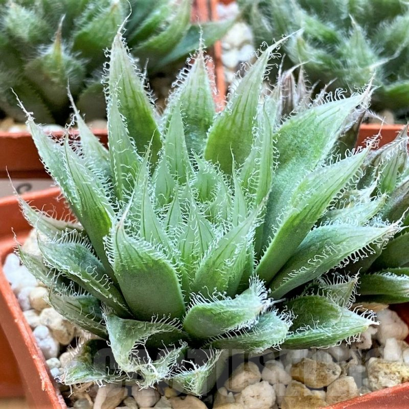 SET205 Haworthia bolusii hybrid, 3 plants