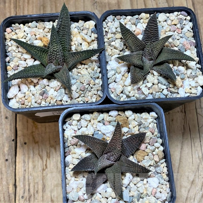 SET193 Haworthia koelmaniorum x limifolia v. striata, 3 plants