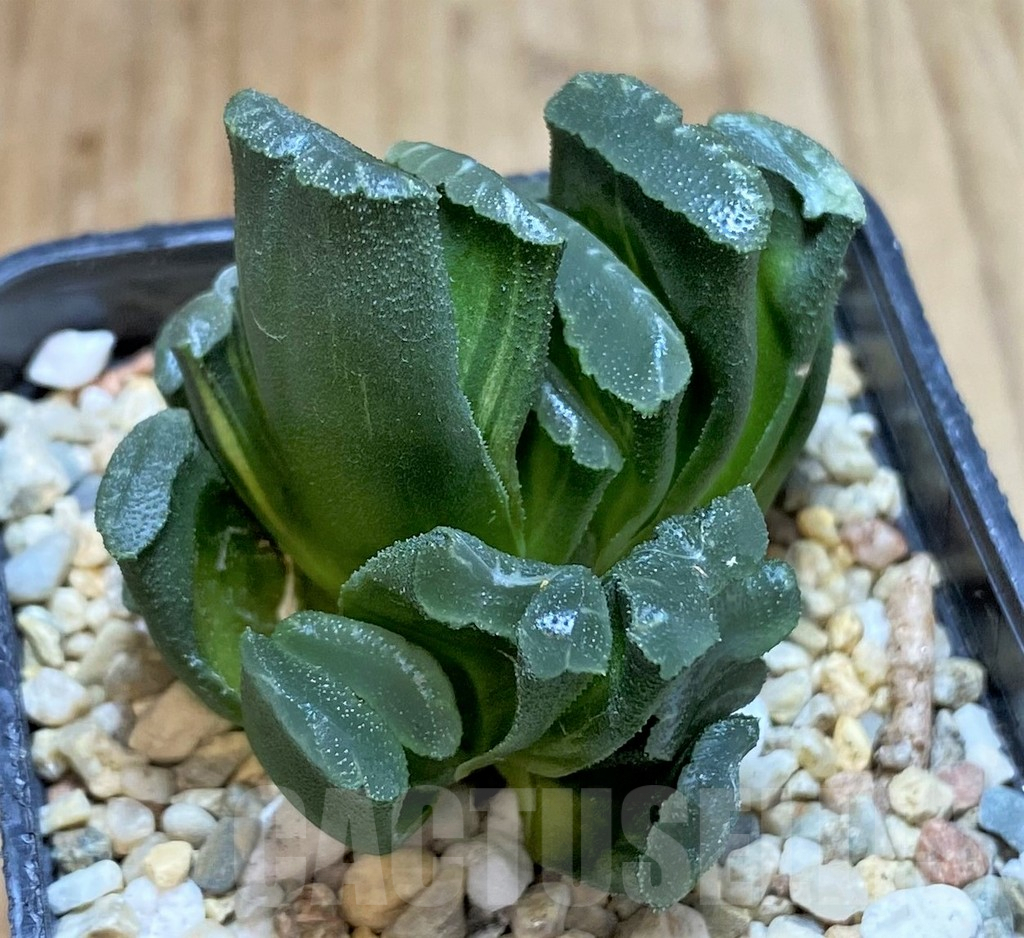 SHPR38112 Haworthia truncata f. variegata - Image 2