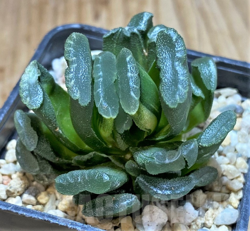 SHPR38112 Haworthia truncata f. variegata