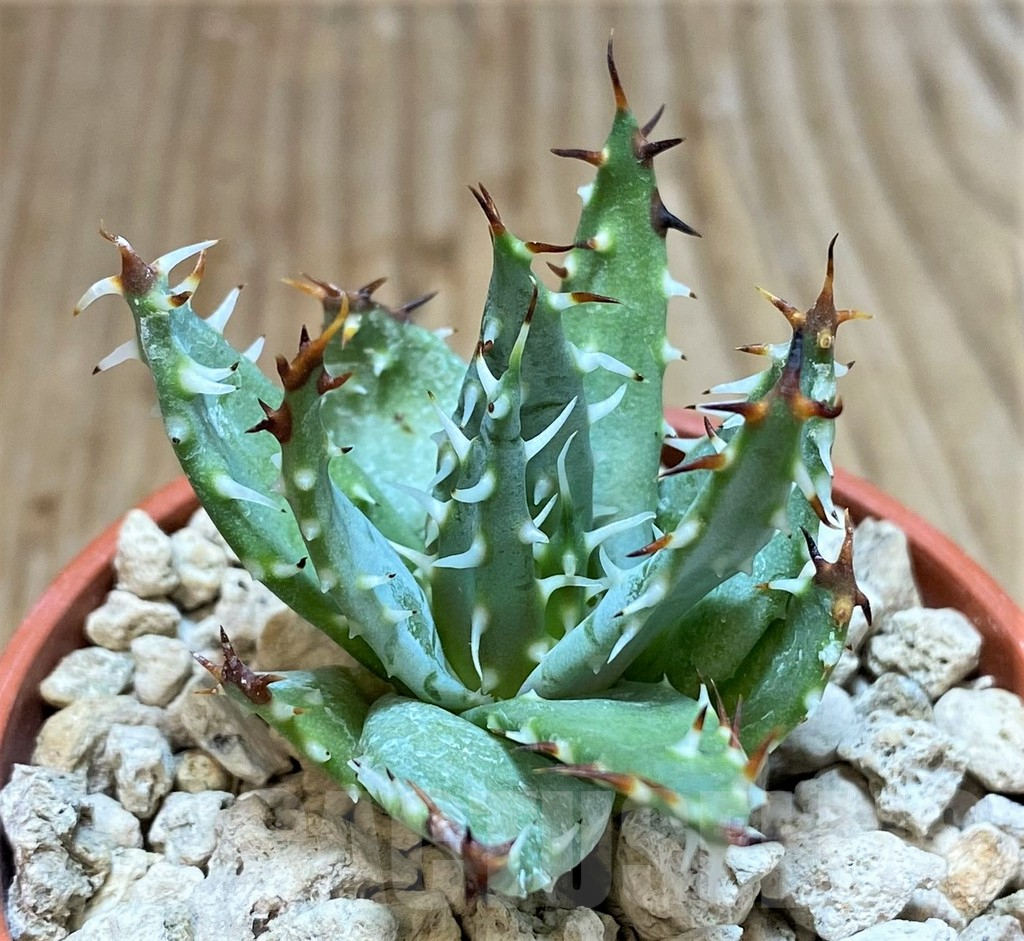 SHPR38118 Aloe erinacea - Image 2