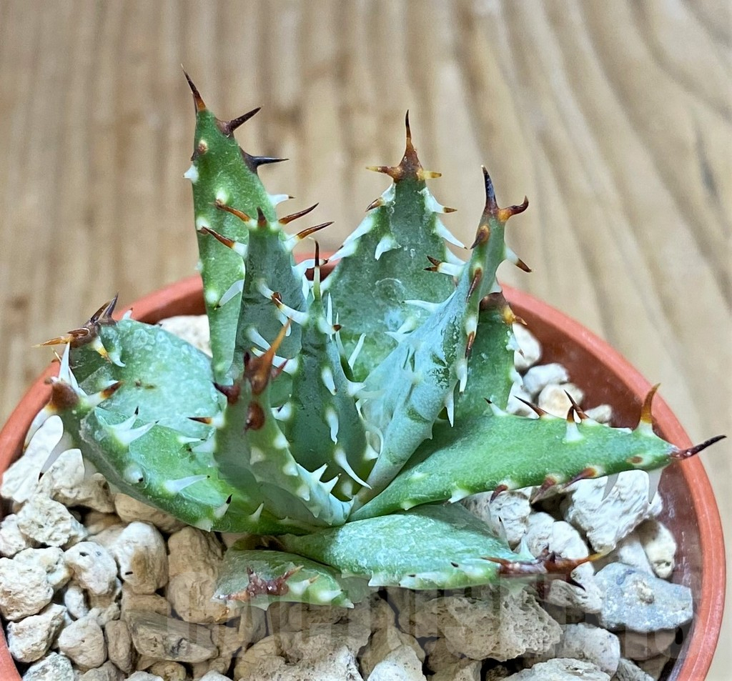 SHPR38118 Aloe erinacea