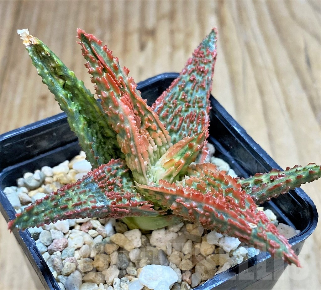 SHPR38119 Aloe TCT hybrid