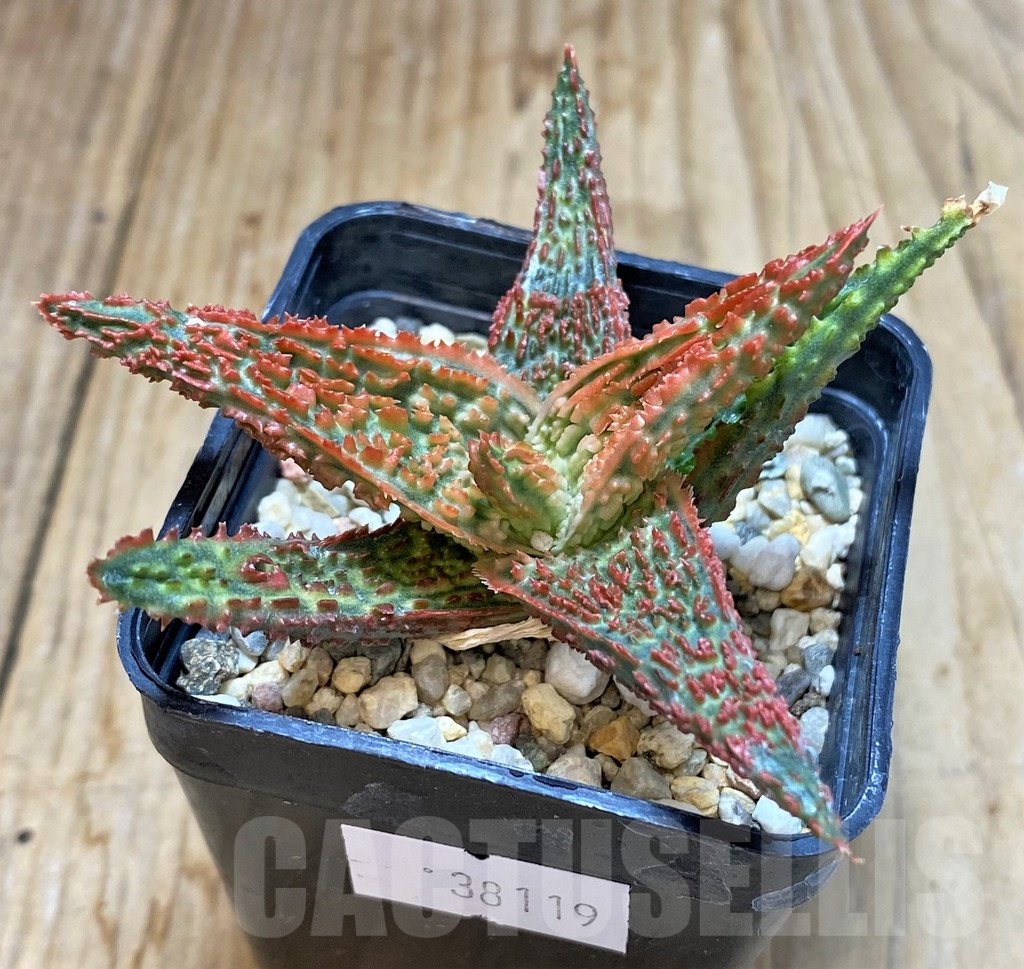 SHPR38119 Aloe TCT hybrid - Image 2
