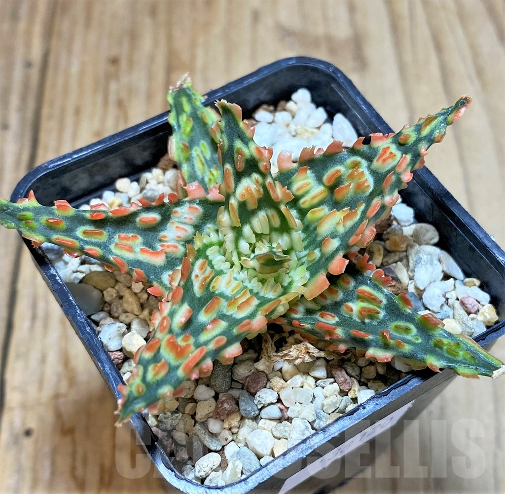SHPR38120 Aloe TCT hybrid - Image 2