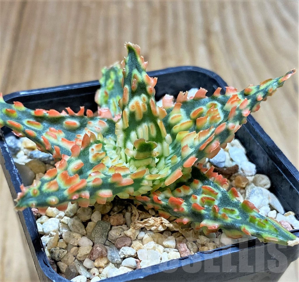 SHPR38120 Aloe TCT hybrid