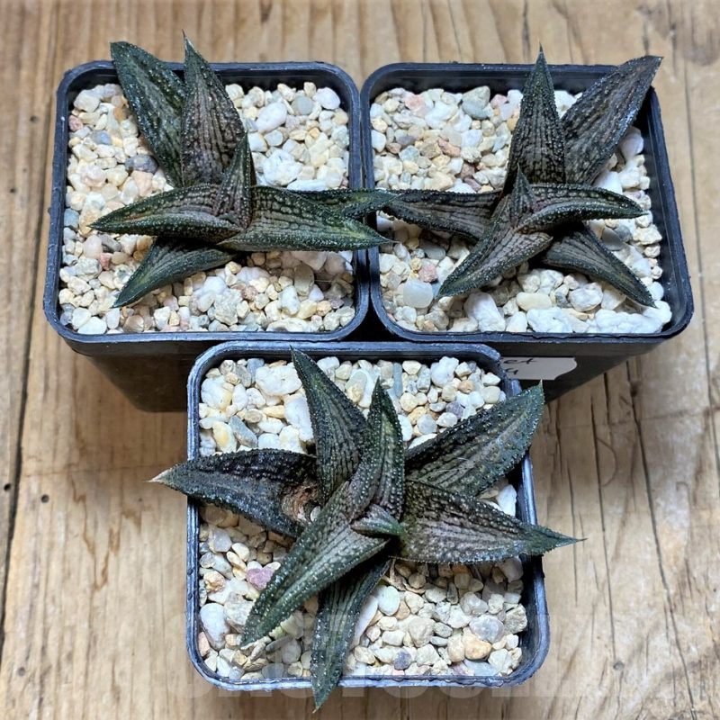 SET194 Haworthia 'Kintaikyo', 3 plants