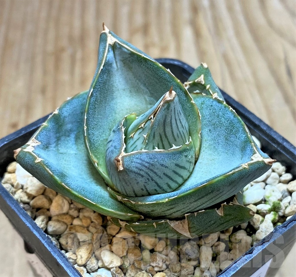 SHPR38125 Agave pumila – Bild 2
