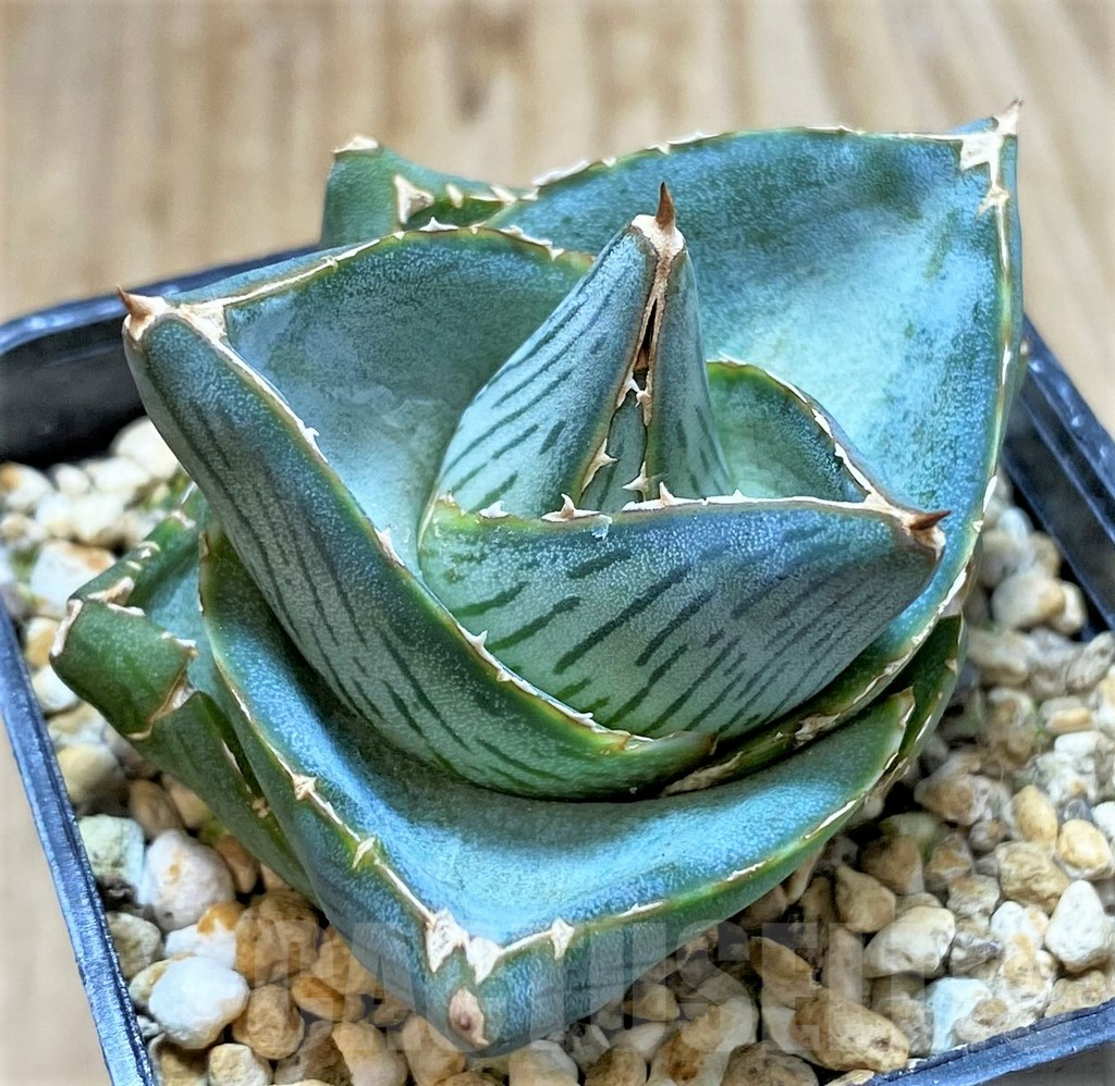 SHPR38125 Agave pumila