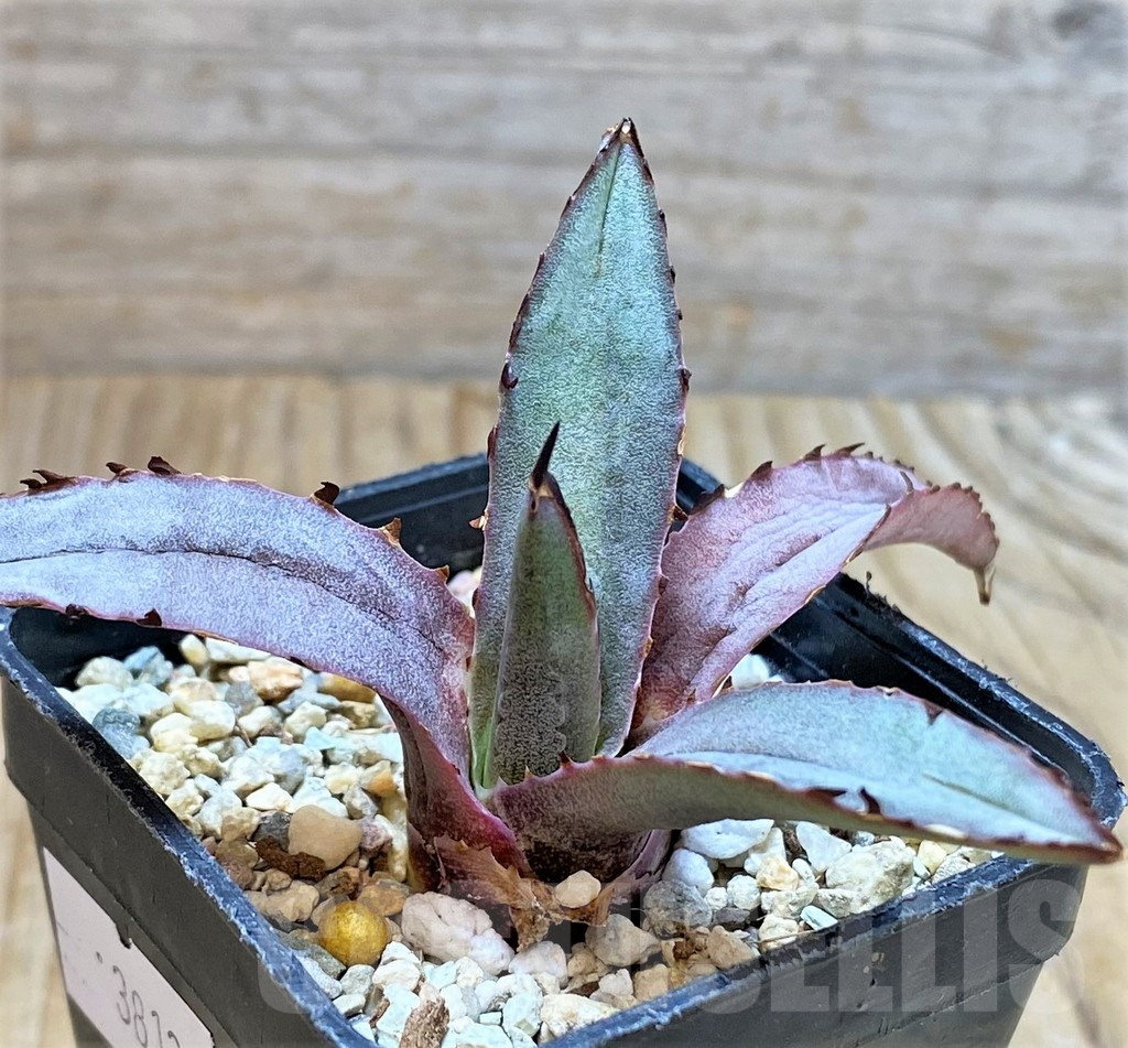 SHPR38127 Agave ‘Blue Emperor’ - Image 3