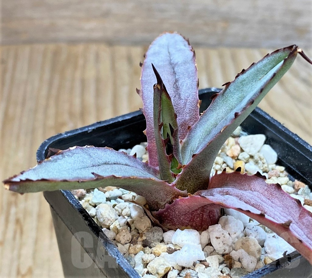 SHPR38127 Agave ‘Blue Emperor’