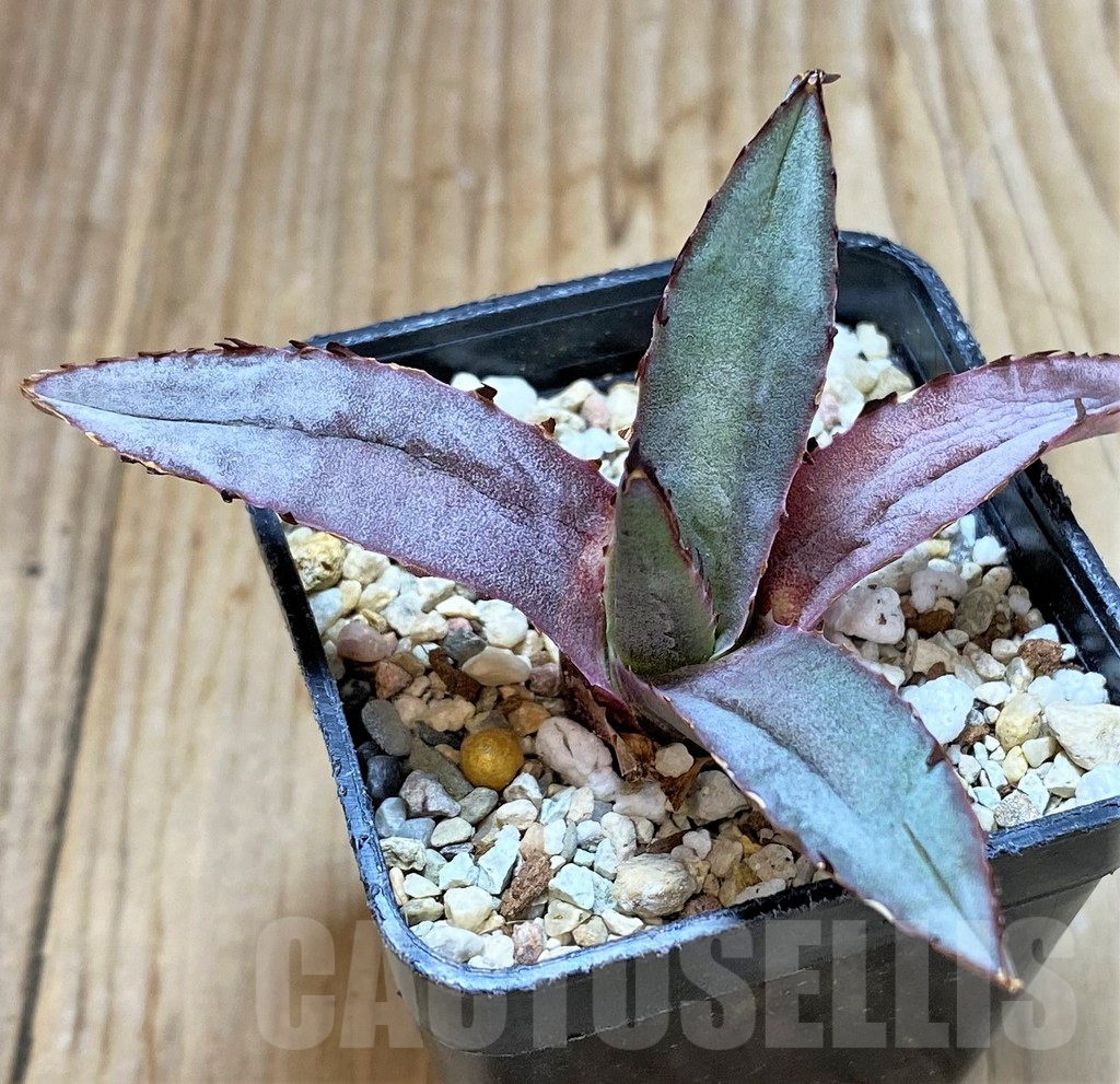 SHPR38127 Agave ‘Blue Emperor’ - Image 2