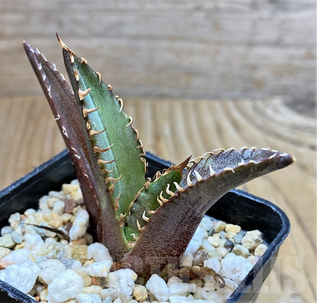 SHPR38128 Agave titanota 'Red Catweazle'