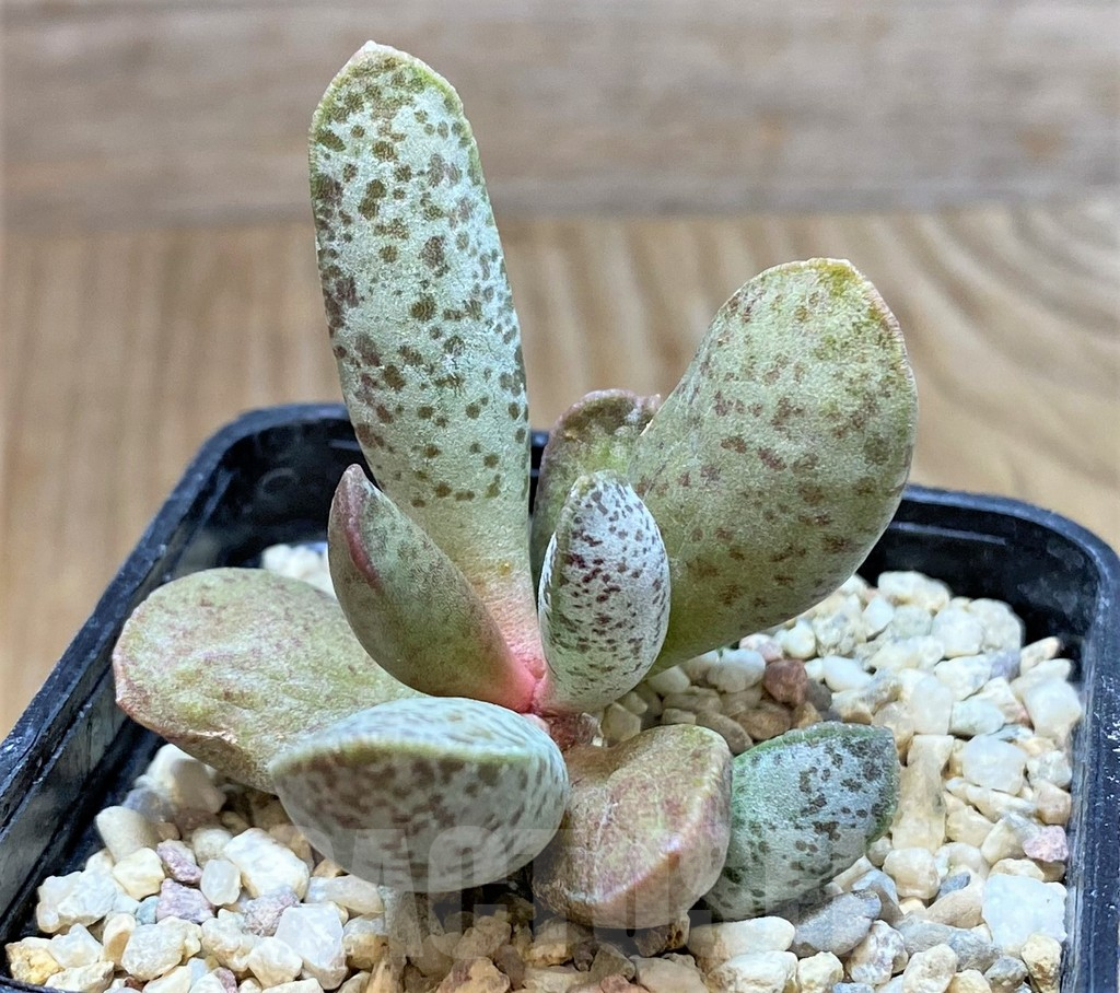 SHPR38233 Adromischus mammillaris PUB 2119