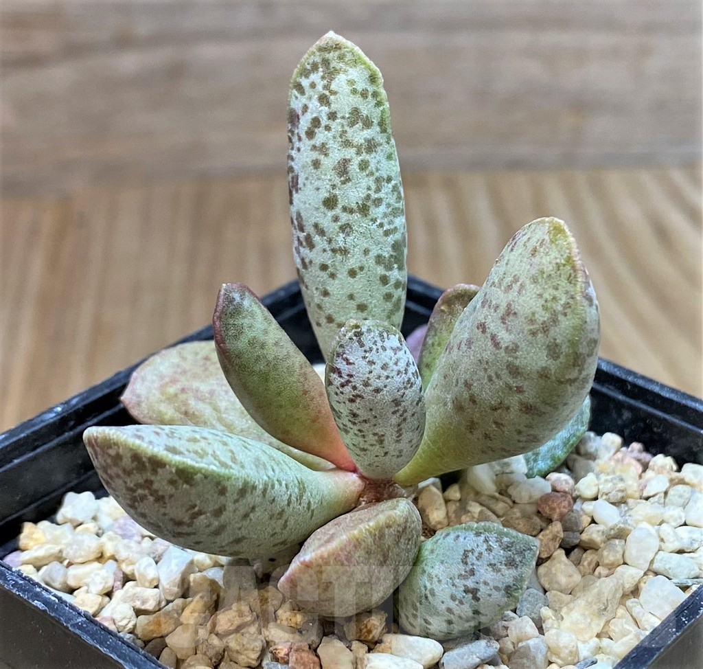 SHPR38233 Adromischus mammillaris PUB 2119 - Obrázek 2