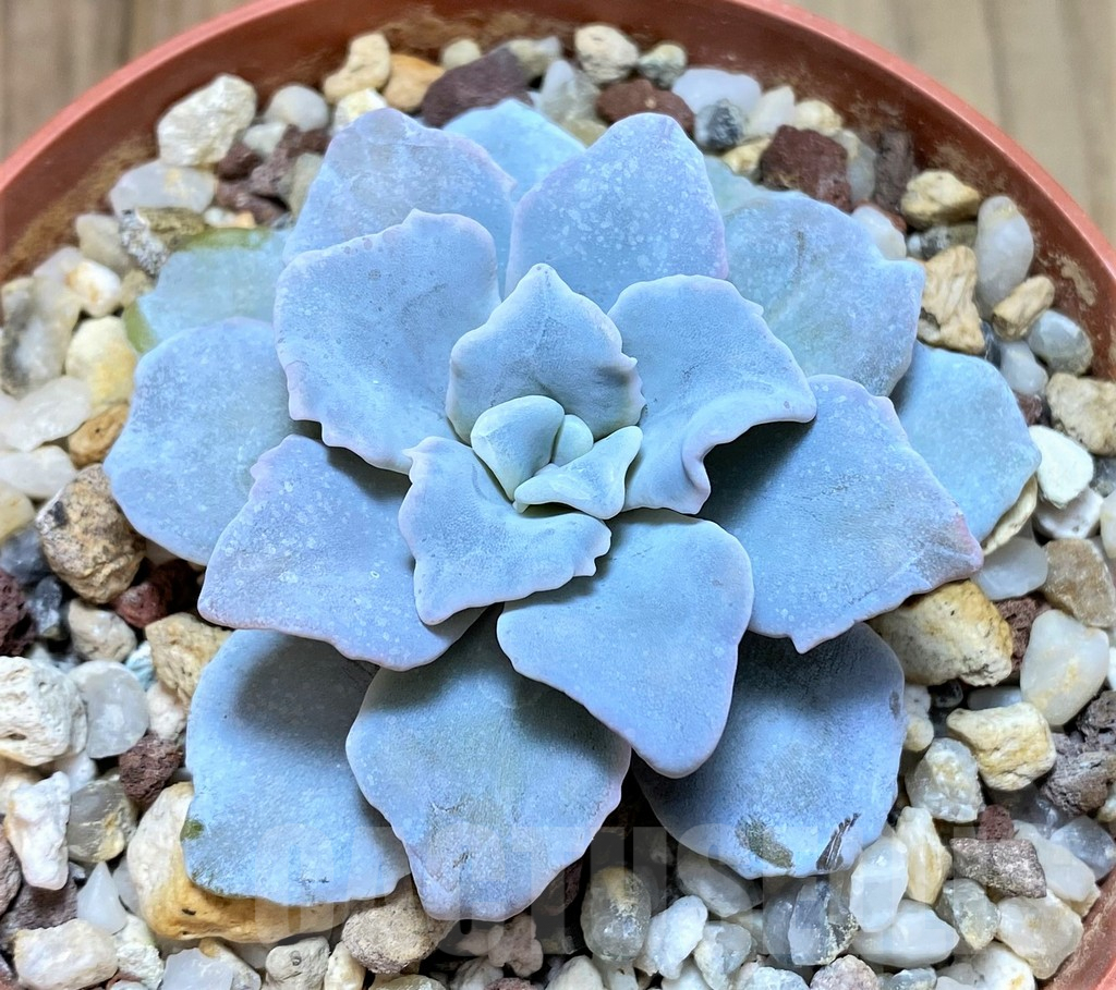 SHPR38206 Echeveria ‘Crispate Beauty’